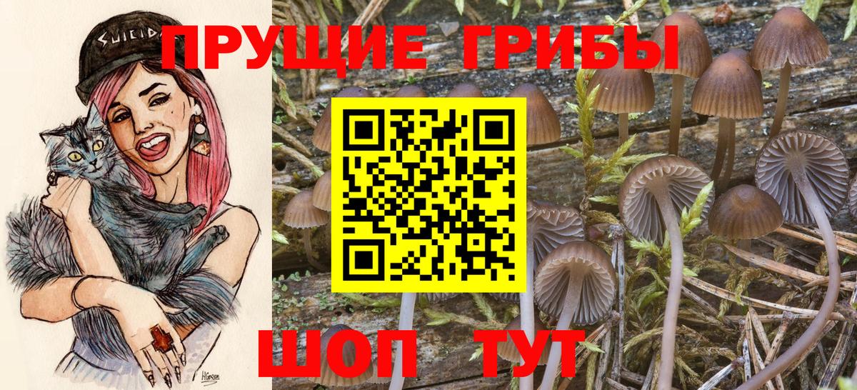 Псилоцибиновые грибы Psilocybine cubensis Сургут